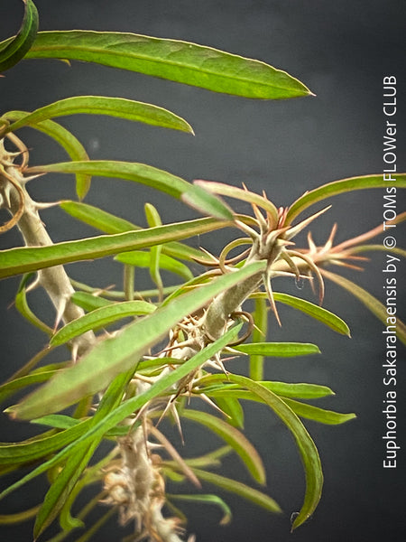 Euphorbia Sakarahaensis, organically grown succulent plants from Madagaskar for sale at TOMs FLOWer CLUB.