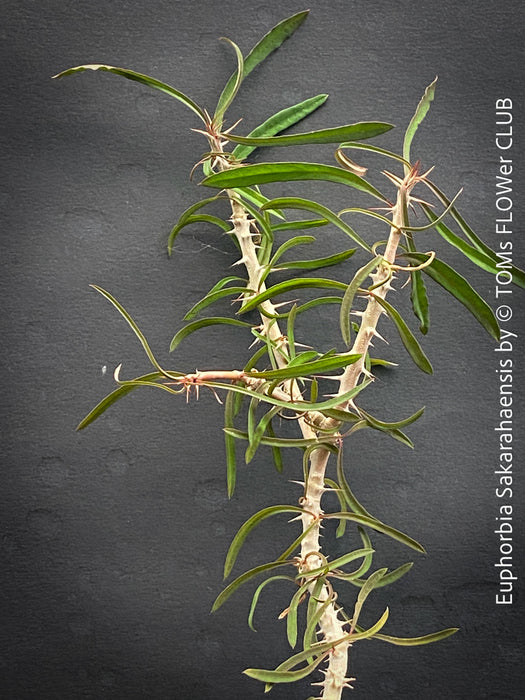 Euphorbia Sakarahaensis, organically grown succulent plants from Madagaskar for sale at TOMs FLOWer CLUB.