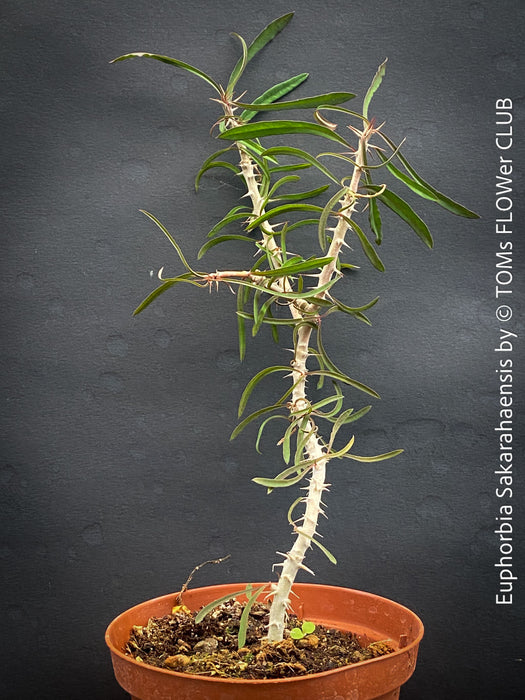 Euphorbia Sakarahaensis, organically grown succulent plants from Madagaskar for sale at TOMs FLOWer CLUB.