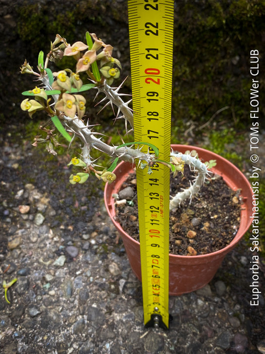 Euphorbia Sakarahaensis, organically grown succulent plants from Madagaskar for sale at TOMs FLOWer CLUB.
