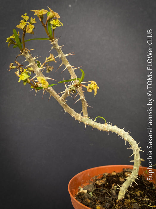 Euphorbia Sakarahaensis, organically grown succulent plants from Madagaskar for sale at TOMs FLOWer CLUB.