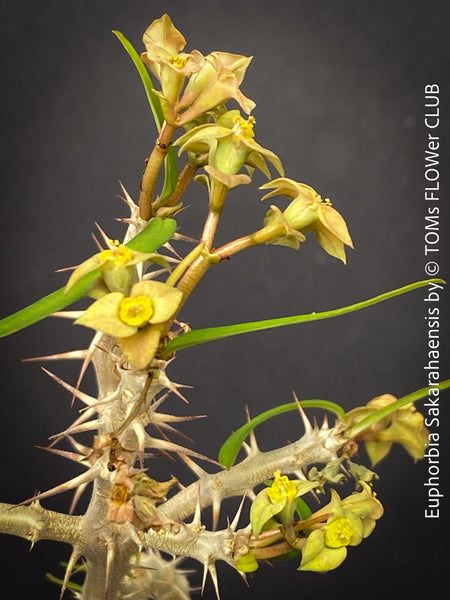 Euphorbia Neobosseri, organically grown succulent plants from Madagaskar for sale at TOMs FLOWer CLUB.