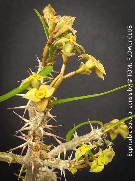 Euphorbia Neobosseri, organically grown succulent plants from Madagaskar for sale at TOMs FLOWer CLUB.