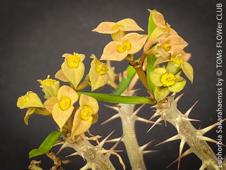Euphorbia Sakarahaensis, organically grown succulent plants from Madagaskar for sale at TOMs FLOWer CLUB.