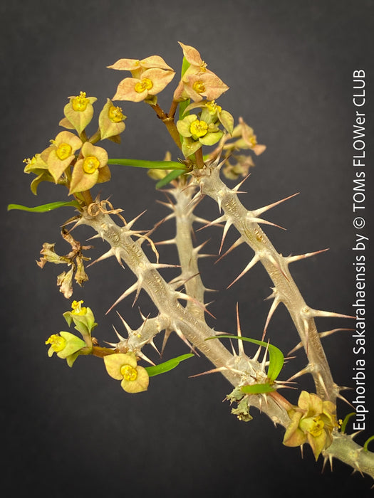 Euphorbia Sakarahaensis, organically grown succulent plants from Madagaskar for sale at TOMs FLOWer CLUB.