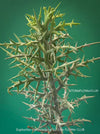 Euphorbia Stenoclada, Silver Thicket, organically grown Madagaskar succulent plants for sale at TOMs FLOWer CLUB.