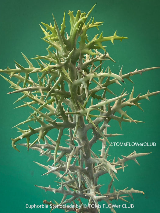 Euphorbia Stenoclada, Silver Thicket, organically grown Madagaskar succulent plants for sale at TOMs FLOWer CLUB.