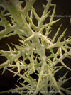 Euphorbia Stenoclada, Silver Thicket, organically grown Madagaskar succulent plants for sale at TOMs FLOWer CLUB.