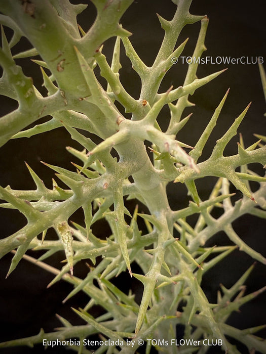 Euphorbia Stenoclada, Silver Thicket, organically grown Madagaskar succulent plants for sale at TOMs FLOWer CLUB.