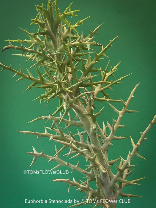 Euphorbia Stenoclada, Silver Thicket, organically grown Madagaskar succulent plants for sale at TOMs FLOWer CLUB.