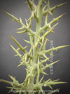 Euphorbia Stenoclada, Silver Thicket, organically grown Madagaskar succulent plants for sale at TOMs FLOWer CLUB.