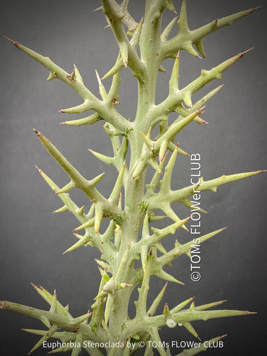 Euphorbia Stenoclada, Silver Thicket, organically grown Madagaskar succulent plants for sale at TOMs FLOWer CLUB.
