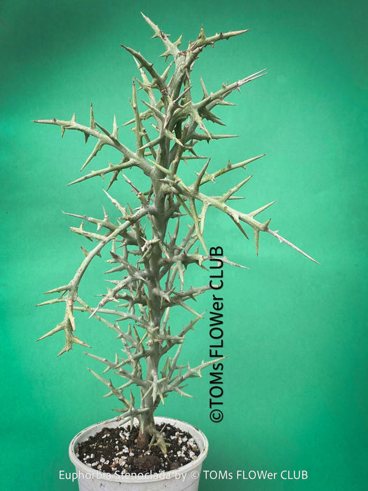 Euphorbia Stenoclada, Silver Thicket, organically grown Madagaskar succulent plants for sale at TOMs FLOWer CLUB.