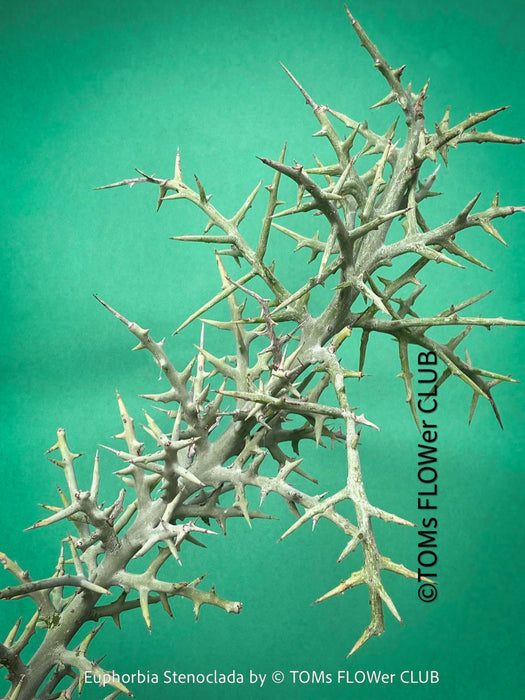 Euphorbia Stenoclada, Silver Thicket, organically grown Madagaskar succulent plants for sale at TOMs FLOWer CLUB.