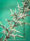 Euphorbia Stenoclada, Silver Thicket, organically grown Madagaskar succulent plants for sale at TOMs FLOWer CLUB.