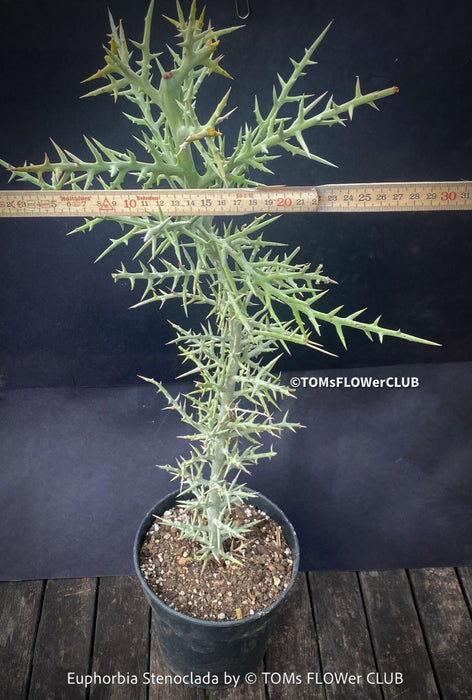 Euphorbia Stenoclada, Silver Thicket, organically grown Madagaskar succulent plants for sale at TOMs FLOWer CLUB.