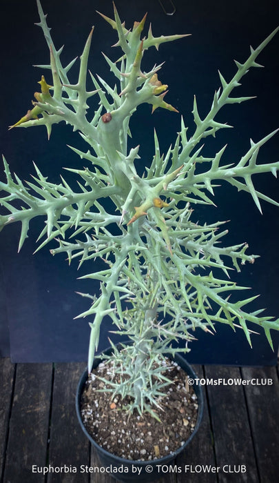 Euphorbia Stenoclada, Silver Thicket, organically grown Madagaskar succulent plants for sale at TOMs FLOWer CLUB.