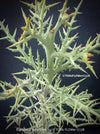 Euphorbia Stenoclada, Silver Thicket, organically grown Madagaskar succulent plants for sale at TOMs FLOWer CLUB.