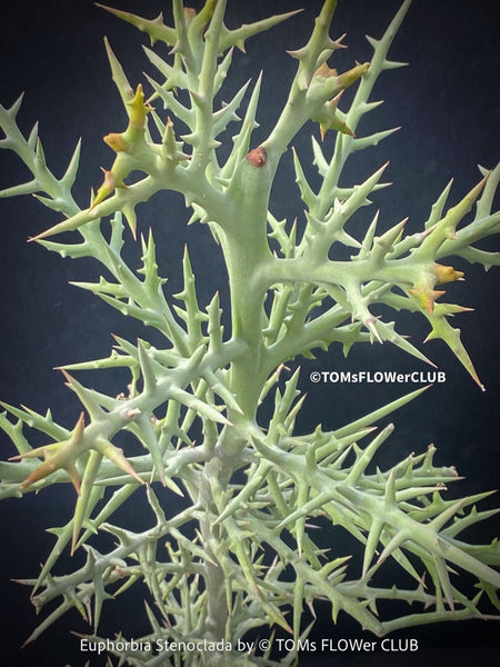 Euphorbia Stenoclada, Silver Thicket, organically grown Madagaskar succulent plants for sale at TOMs FLOWer CLUB.