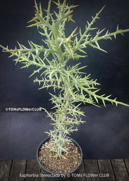 Euphorbia Stenoclada, Silver Thicket, organically grown Madagaskar succulent plants for sale at TOMs FLOWer CLUB.
