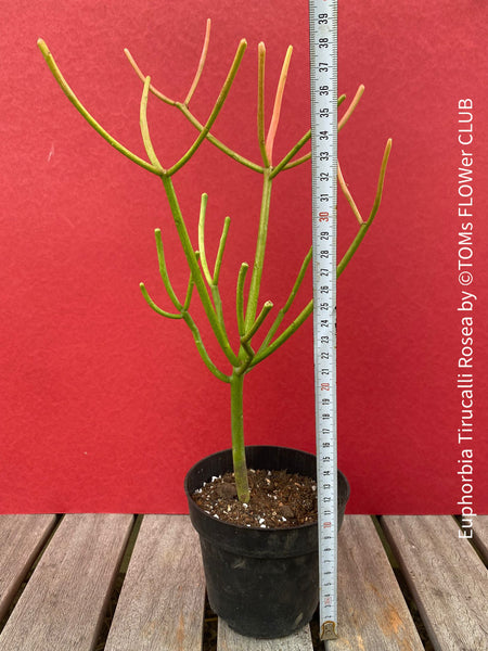 Euphorbia Tirucalli Rosea, Fire Sticks, Bleistifpflanze, organically grown Madagaskar plants for sale at TOMs FLOWer CLUB.