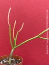 Euphorbia Tirucalli Rosea, Fire Sticks, Bleistifpflanze, organically grown Madagaskar plants for sale at TOMs FLOWer CLUB.