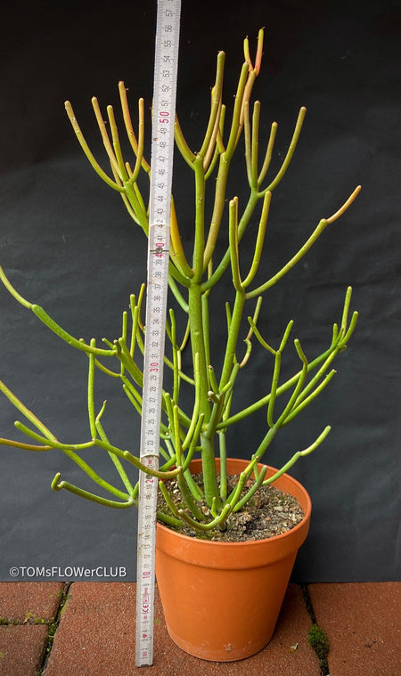 Euphorbia Tirucalli Rosea, Fire Sticks, Bleistifpflanze, organically grown Madagaskar plants for sale at TOMs FLOWer CLUB.