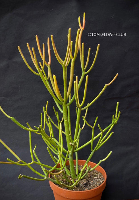 Euphorbia Tirucalli Rosea, Fire Sticks, Bleistifpflanze, organically grown Madagaskar plants for sale at TOMs FLOWer CLUB.