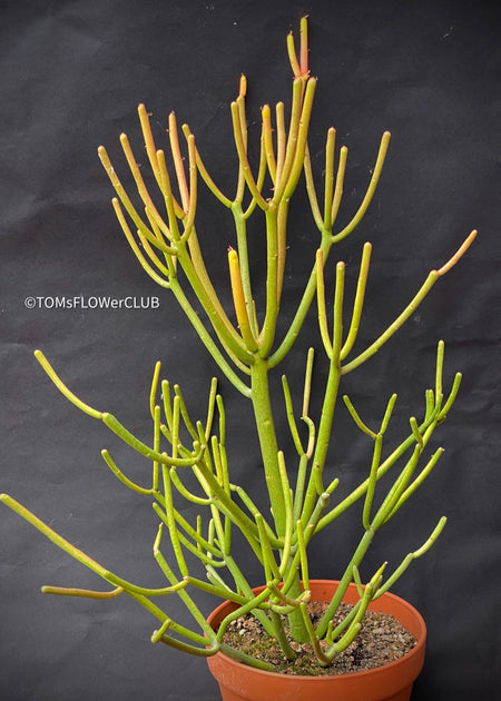 Euphorbia Tirucalli Rosea, Fire Sticks, Bleistifpflanze, organically grown Madagaskar plants for sale at TOMs FLOWer CLUB. 