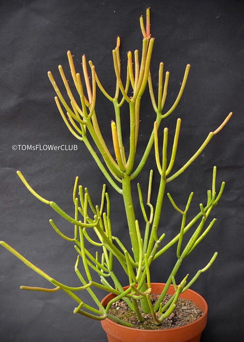 Euphorbia Tirucalli Rosea, Fire Sticks, Bleistifpflanze, organically grown Madagaskar plants for sale at TOMs FLOWer CLUB. 