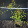 Euphorbia Tirucalli Rosea, Fire Sticks, Bleistifpflanze, organically grown Madagaskar plants for sale at TOMs FLOWer CLUB.
