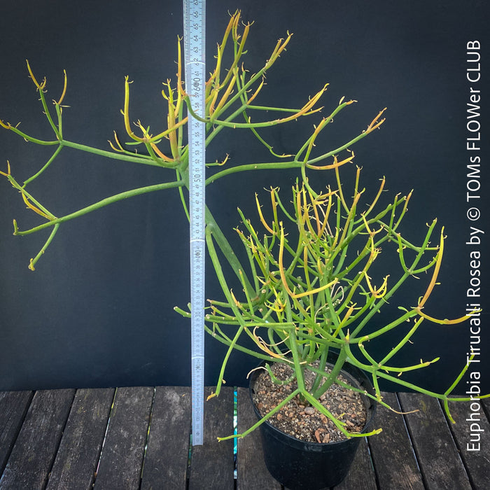 Euphorbia Tirucalli Rosea, Fire Sticks, Bleistifpflanze, organically grown Madagaskar plants for sale at TOMs FLOWer CLUB.