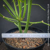 Euphorbia Tirucalli Rosea, Fire Sticks, Bleistifpflanze, organically grown Madagaskar plants for sale at TOMs FLOWer CLUB.