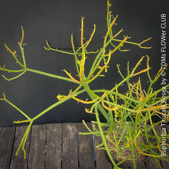 Euphorbia Tirucalli Rosea, Fire Sticks, Bleistifpflanze, organically grown Madagaskar plants for sale at TOMs FLOWer CLUB.