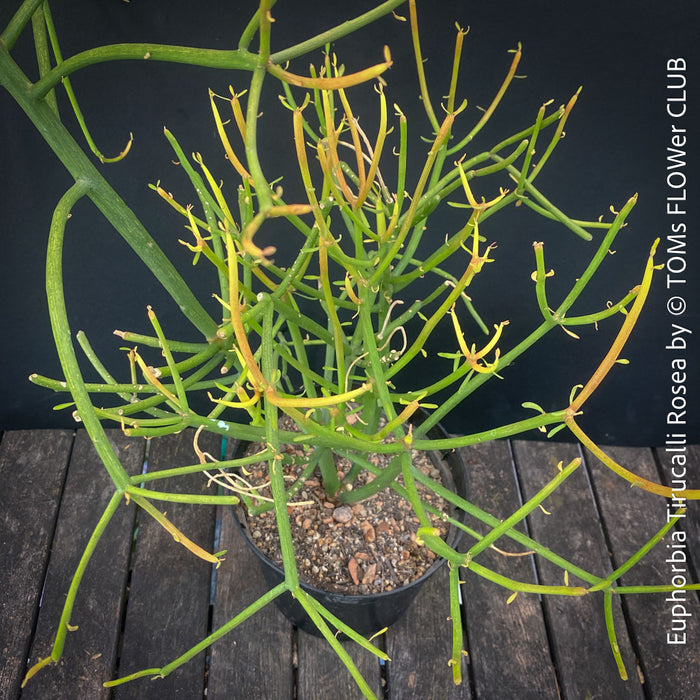 Euphorbia Tirucalli Rosea, Fire Sticks, Bleistifpflanze, organically grown Madagaskar plants for sale at TOMs FLOWer CLUB.