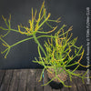 Euphorbia Tirucalli Rosea, Fire Sticks, Bleistifpflanze, organically grown Madagaskar plants for sale at TOMs FLOWer CLUB.