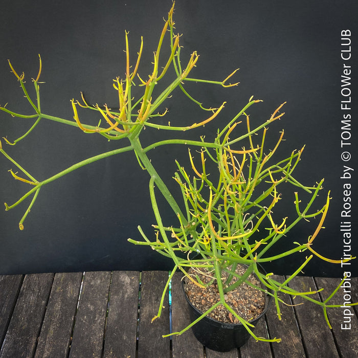 Euphorbia Tirucalli Rosea, Fire Sticks, Bleistifpflanze, organically grown Madagaskar plants for sale at TOMs FLOWer CLUB.