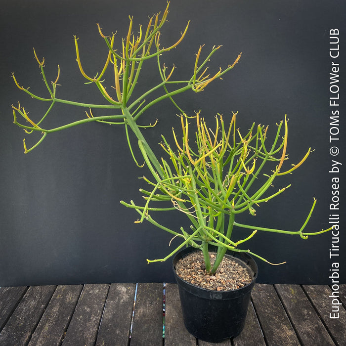 Euphorbia Tirucalli Rosea, Fire Sticks, Bleistifpflanze, organically grown Madagaskar plants for sale at TOMs FLOWer CLUB.