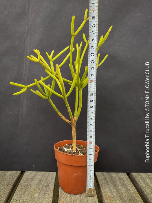 Euphorbia Tirucalli, Bleistiftpflanze, organically grown succulent Madagaskar plants for sale at TOMs FLOWer CLUB.