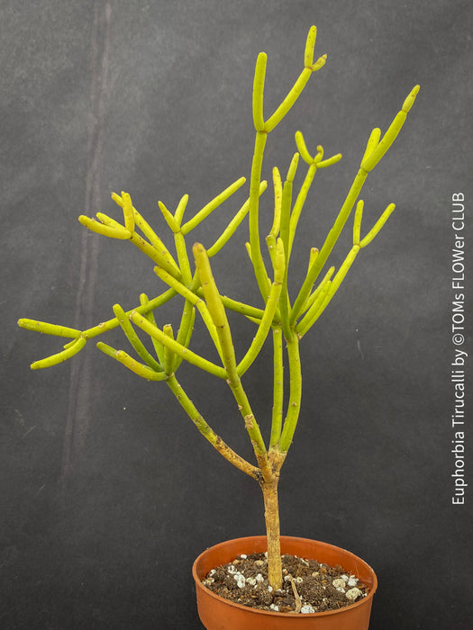 Euphorbia Tirucalli, Bleistiftpflanze, organically grown succulent Madagaskar plants for sale at TOMs FLOWer CLUB.