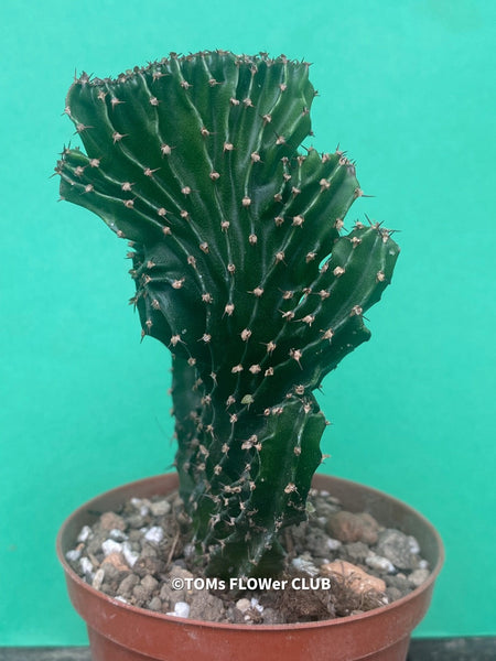 Euphorbia triangularis cristata, organically grown succulent plants for sale at TOMs FLOWer CLUB.