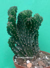 Euphorbia triangularis cristata, organically grown succulent plants for sale at TOMs FLOWer CLUB.