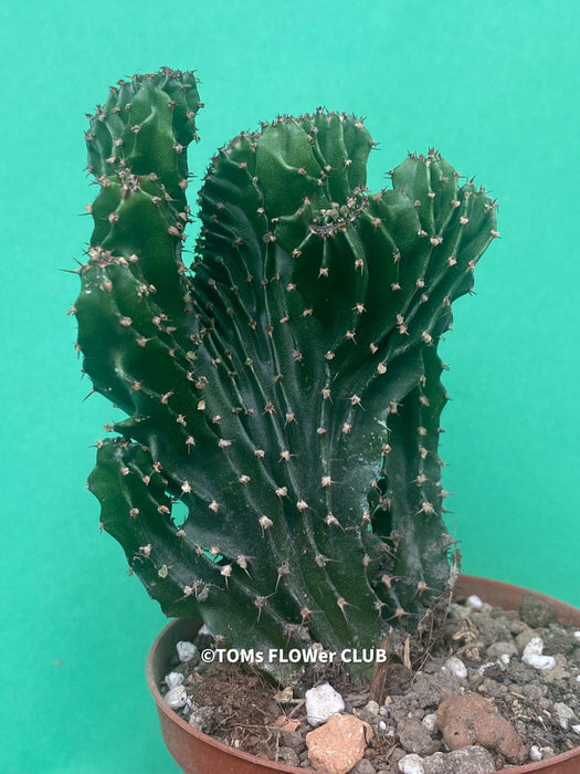 Euphorbia triangularis cristata, organically grown succulent plants for sale at TOMs FLOWer CLUB.