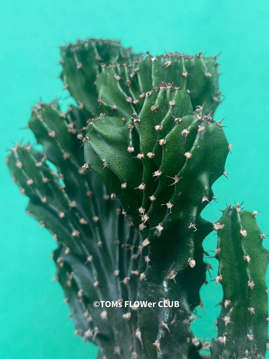 Euphorbia triangularis cristata, organically grown succulent plants for sale at TOMs FLOWer CLUB.