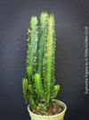Euphorbia trigona African Milk Tree triangle cactus succulent plant for sale at TOMs FLOWer CLUB Zurich Switzerland