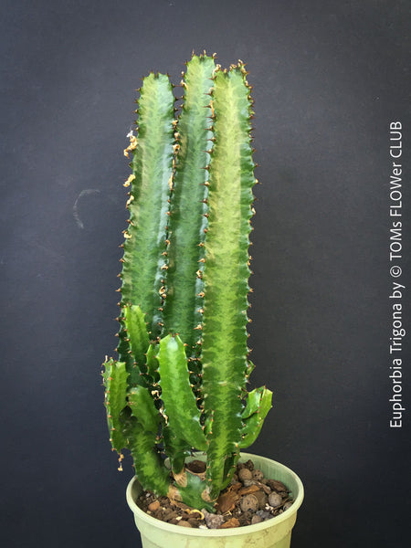 Euphorbia trigona African Milk Tree triangle cactus succulent plant for sale at TOMs FLOWer CLUB Zurich Switzerland