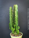 Euphorbia trigona close-up triangular stems geometric succulent indoor plant for sale at TOMs FLOWer CLUB Zurich Switzerlandv
