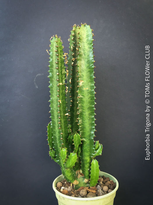 Euphorbia trigona close-up triangular stems geometric succulent indoor plant for sale at TOMs FLOWer CLUB Zurich Switzerlandv