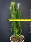 Euphorbia trigona exotic indoor plant columnar cactus-like succulent for sale at TOMs FLOWer CLUB Zurich Switzerland