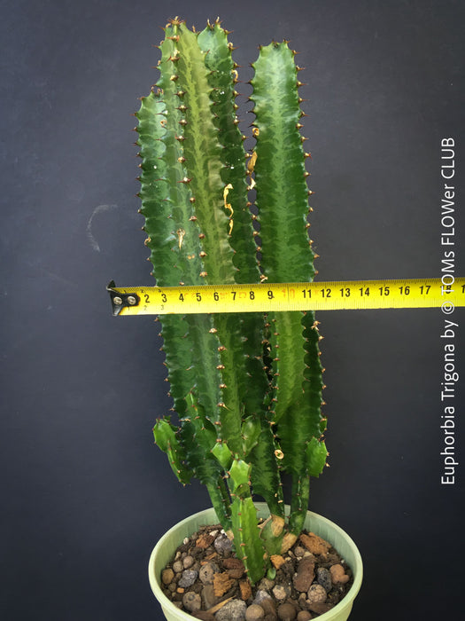 Euphorbia trigona exotic indoor plant columnar cactus-like succulent for sale at TOMs FLOWer CLUB Zurich Switzerland